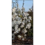 Magnolia stellata Royal Star - Magnolia gwiaździsta Royal Star - białe C_10 40-60cm