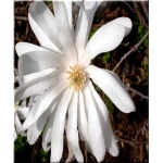Magnolia stellata Royal Star - Magnolia gwiaździsta Royal Star - białe C_10 40-60cm