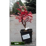 Mahonia aquifolium - Mahonia pospolita C3 20-40cm