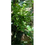 Mahonia aquifolium - Mahonia pospolita C3 20-40cm