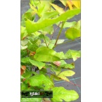 Mahonia aquifolium - Mahonia pospolita FOTO