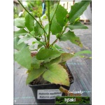 Mahonia aquifolium - Mahonia pospolita FOTO