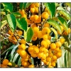 Malus robusta Yellow Siberian - Jabłoń jagodowa Yellow Siberian FOTO