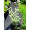 Marrubium supinum - Szanta supinum - różowe, wys. 50, kw 5/7 FOTO