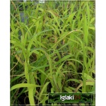 Melica altissima Atropurpurea - Perłówka wyniosła Atropurpurea - purpurowe kłosy, wys 100, kw 5/7 C0,5