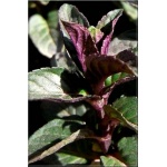 Mentha piperita Chocolate - Mięta czekoladowa Chocolate - zioło, liliowe, liście zielonobrązowe, wys 30-40, kw 7/8 FOTO