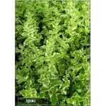 Mentha rotundifolia Variegata - Mięta okrągłolistna Variegata - zioło, zielony liść z obwódką, wys. 50, kw. 6/8 C2