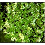 Mentha rotundifolia Variegata - Mięta okrągłolistna Variegata - zioło, zielony liść z obwódką, wys. 50, kw. 6/8 FOTO