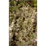 Mentha rotundifolia Variegata - Mięta okrągłolistna Variegata - zioło, zielony liść z obwódką, wys. 50, kw. 6/8 FOTO