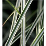 Miscanthus sinensis Morning Light - Miskant chiński Morning Light - b. wąski zielony liść z białym środkiem, jasny kłos, wys 100, kw 9/10 C5