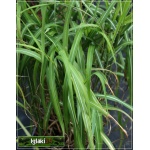 Miscanthus sinensis Silberfeder - Miskant chiński Silberfeder - zielony liść, biało srebrne kłosy, wys 160/200, kw 8/10 C0,5