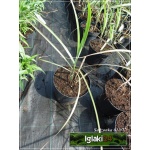 Miscanthus sinensis Sirene - Miskant chiński Sirene - zielony - wys. 180/250, kw 9 C2