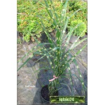Miscanthus sinensis Zebrinus - Miskant chiński Zebrinus - paskowany liść żółto poprzecznie, wys 120/200, kw 9 szer. Kępy, kłos czerwono brązowy FOTO