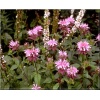 Monarda hybrida Beauty of Cobham - Pysznogłówka ogrodowa Beauty of Cobham - różowe, wys. 70, kw. 6/8 C2 xxxy