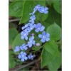 Omphalodes Verna - Ułudka wiosenna - niebieski, wys 15, kw 3/4 C0,5 xxxy