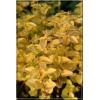 Origanum vulgare Aureum - Lebiodka pospolita Aureum - żółte liście, wys. 20, kw 6/8 FOTO