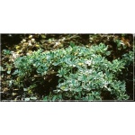 Pachysandra terminalis Variegata - Runianka japońska Variegata - białobrzeżne liście, kwiaty białe FOTO