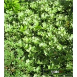 Pachysandra terminalis Variegata - Runianka japońska Variegata - białobrzeżne liście, kwiaty białe FOTO