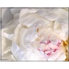Paeonia lactiflora Avalanche - Piwonia chińska Avalanche - kwiaty białe pełne, wys. 80, kw 5/6 FOTO