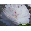 Paeonia lactiflora Boule de neige - Piwonia chińska Boule de neige - białe, wys. 80, kw. 5/6 FOTO