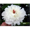 Paeonia lactiflora Solange - Piwonia chińska Solange - kwiaty biało-łososiowe pełne, wys. 90, kw. 5/6 C1,5