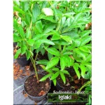 Paeonia officinalis Alba Plena - Piwonia lekarska Alba Plena - białe, wys. 60, kw 5/6 C1,5