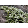 Paronychia serpyllifolia - Paronychia macierzankolistna - biały,  wys 5, kw 5/7 C2