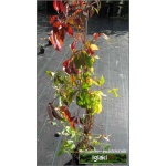 Parthenocissus quinquefolia Murorum - Winobluszcz pięciolistkowy odm. Murowa C2 30-100cm