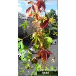 Parthenocissus quinquefolia Murorum - Winobluszcz pięciolistkowy odm. Murowa C2 30-100cm