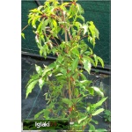 Parthenocissus quinquefolia Murorum - Winobluszcz pięciolistkowy odm. Murowa C2 20-40cm