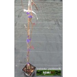 Parthenocissus vitacea - Winobluszcz zaroślowy C3 100-125cm