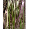 Phalaris arundinacea Tricolor - Mozga trzcinowata Tricolor - trzykolorowe pędy, wys 40/90, kw 6/7 C0,5