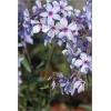 Phlox divaricata Chattahoochee - Płomyk kanadyjski Chattahoochee - Floks kanadyjski Chattahoochee - fioletowo-niebieskie, wys. 20, kw. 4/6 FOTO