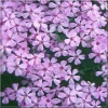 Phlox douglasii Lilac Cloud - Płomyk Douglasa Lilac Cloud - Floks Douglasa Lilac Cloud - fioletowo-różowe, wys 10, kw 4/5 FOTO