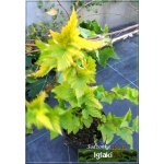 Physocarpus opulifolius Angel Gold - Pęcherznica kalinolistna Angel Gold - Physocarpus opulifolius Minange - Pęcherznica kalinolistna Minange C2 30-60cm
