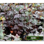 Physocarpus opulifolius Diabolo - Pęcherznica kalinolistna Diabolo C2 20-30cm