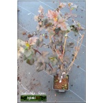 Physocarpus opulifolius Purpureus - Pęcherznica kalinolistna Purpureus FOTO