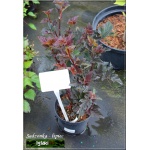 Physocarpus opulifolius Red Baron - Pęcherznica kalinolistna Red Baron C2 20-40cm