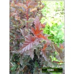 Physocarpus opulifolius Red Baron - Pęcherznica kalinolistna Red Baron C7,5 40-60cm 