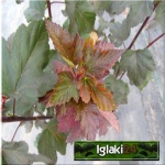Physocarpus opulifolius Diabolo - Pęcherznica kalinolistna Diabolo C5 40-80cm