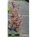 Physocarpus opulifolius Schuch - Pęcherznica kalinolistna Schuch FOTO