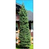 Picea abies Cupressina - Świerk pospolity Cupressina C_25 _125-150cm xxxy