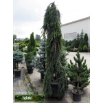 Picea abies Inversa - Świerk pospolity Inversa szczep. C_35 _225-250cm 