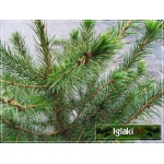 Picea omorika - Świerk serbski C7,5 60-80cm