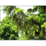 Picea omorika - Świerk serbski FOTO