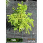 Picea omorika - Świerk serbski C7,5 60-80cm
