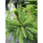Picea omorika - Świerk serbski FOTO
