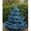 Picea pungens Blue Diamond - Świerk kłujący Blue Diamond C3 20-40cm 