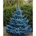Picea pungens Blue Diamond - Świerk kłujący Blue Diamond C3 20-40cm 