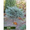 Picea pungens Glauca Globosa - Świerk kłujący Glauca Globosa PA 30-40cm bryła 30-40cm xxxy